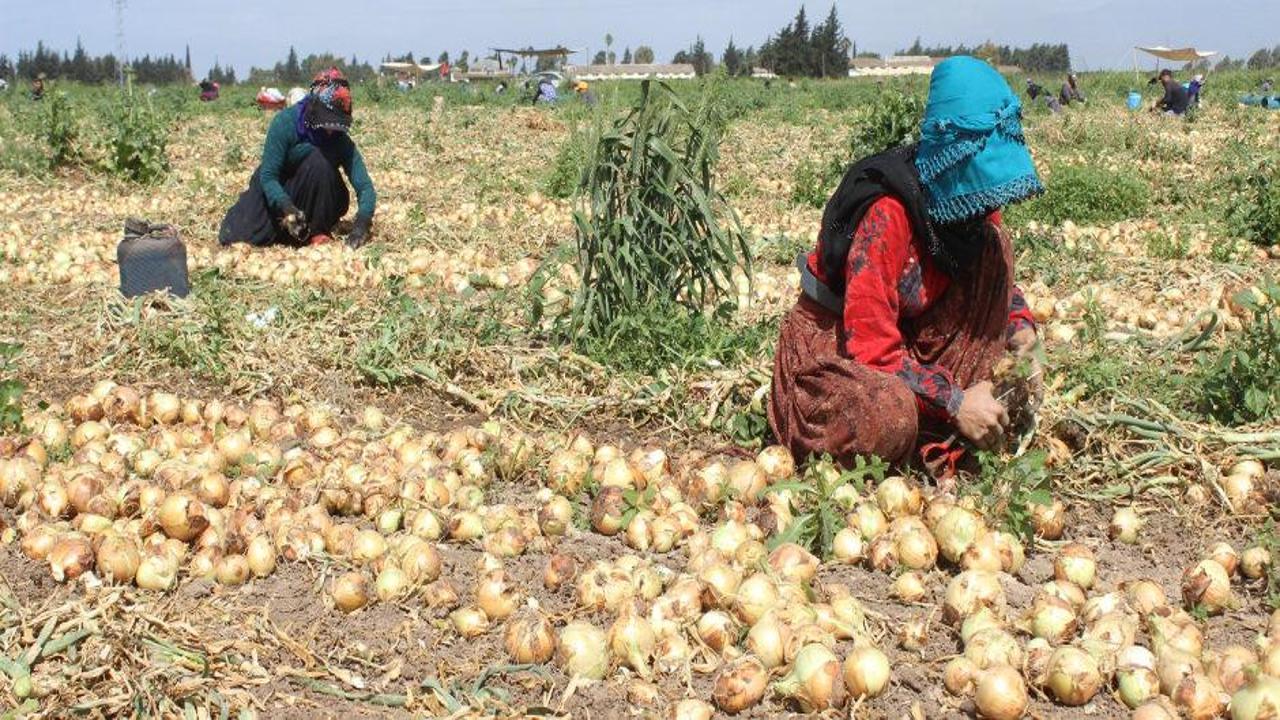 Soğan tarlada 17 lira!