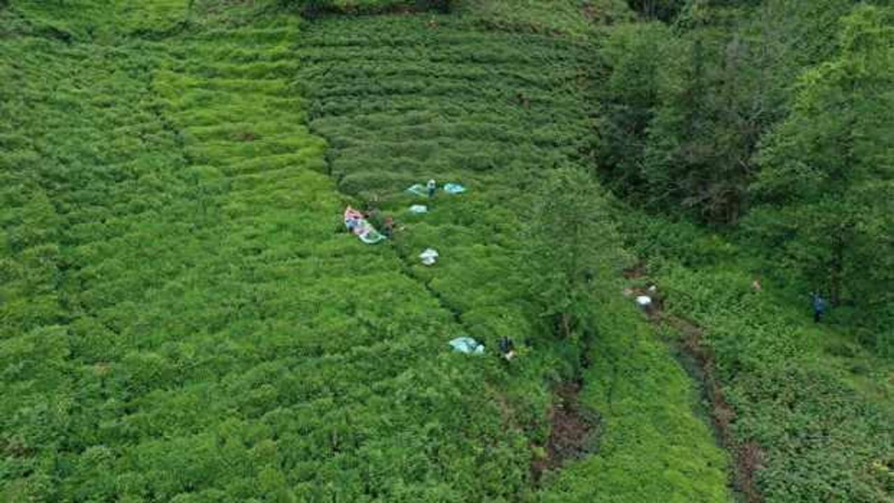 Türk çayı ihracatı dört ayda 10,4 milyon doları aştı