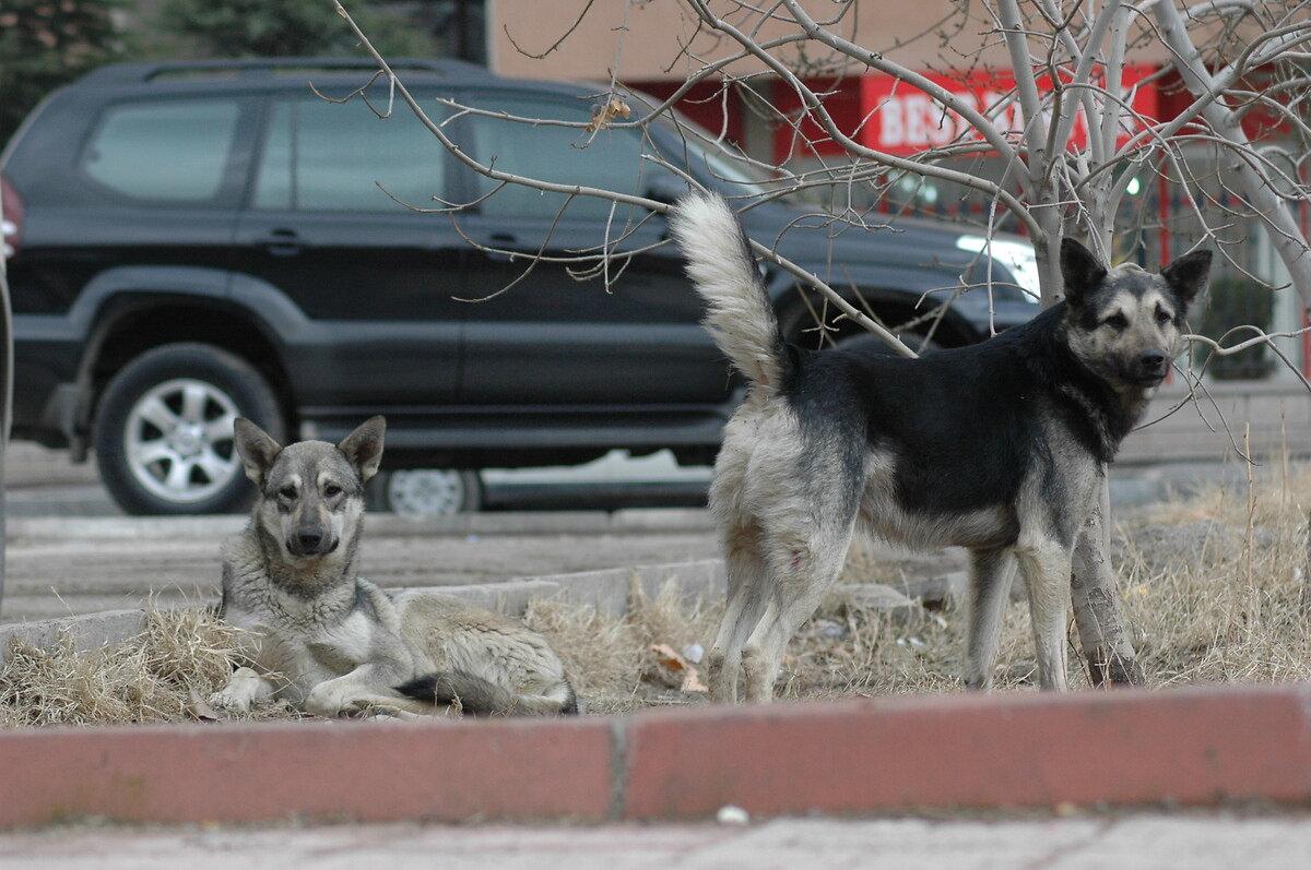 Bakanlık resmen açıkladı! İstanbul, Ankara ve İzmir'de başıboş köpeklerin korkunç sayısı