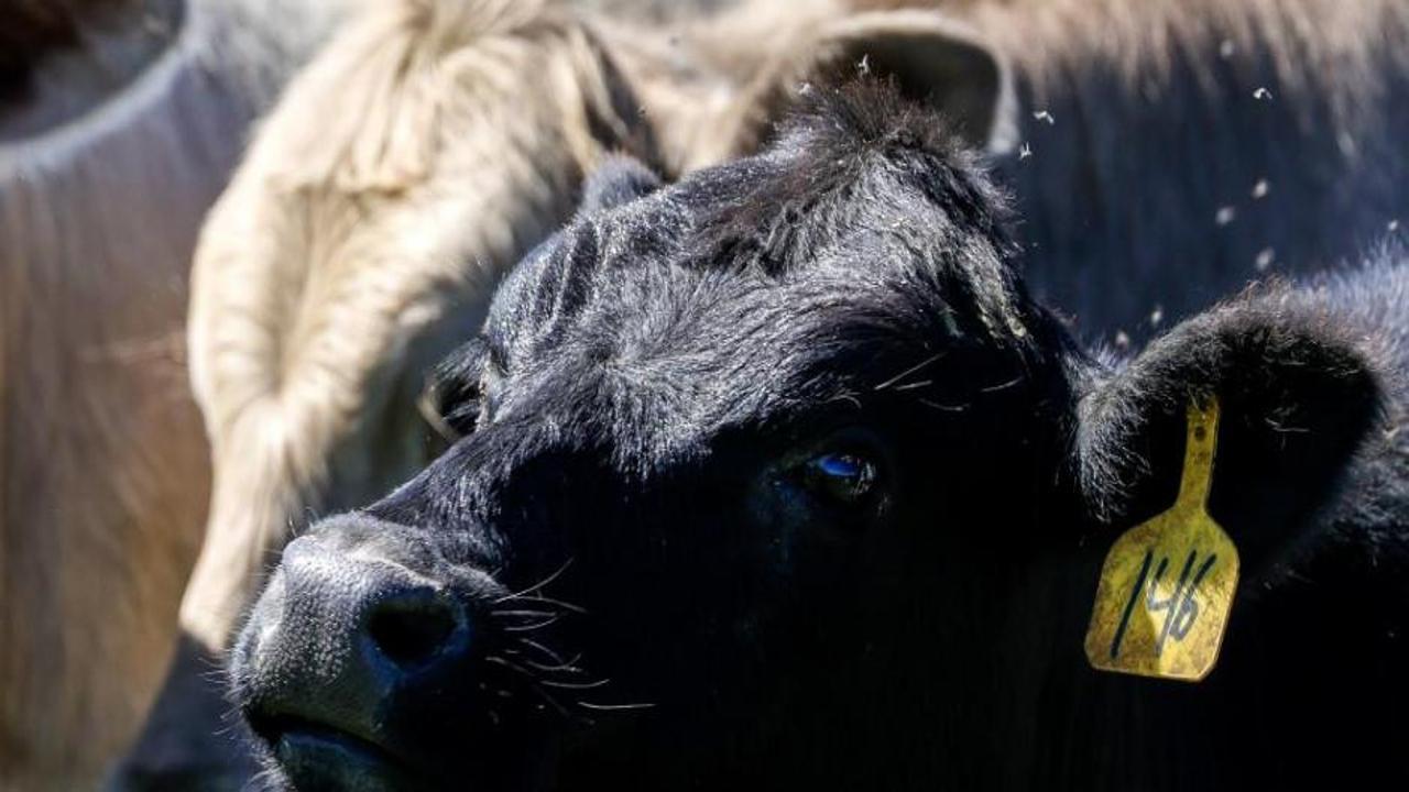 Türkiye hayvan varlığıyla Avrupa’nın zirvesinde