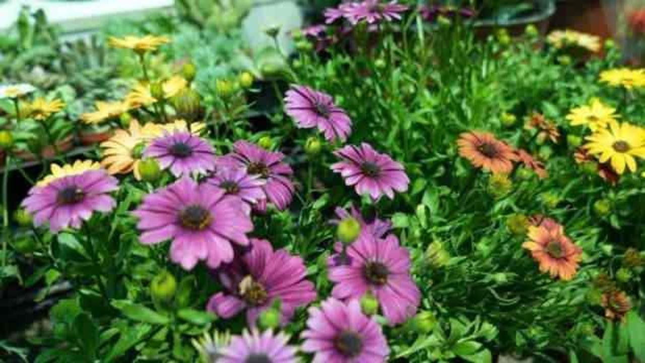 Çiçekçilerin mesaisi başladı