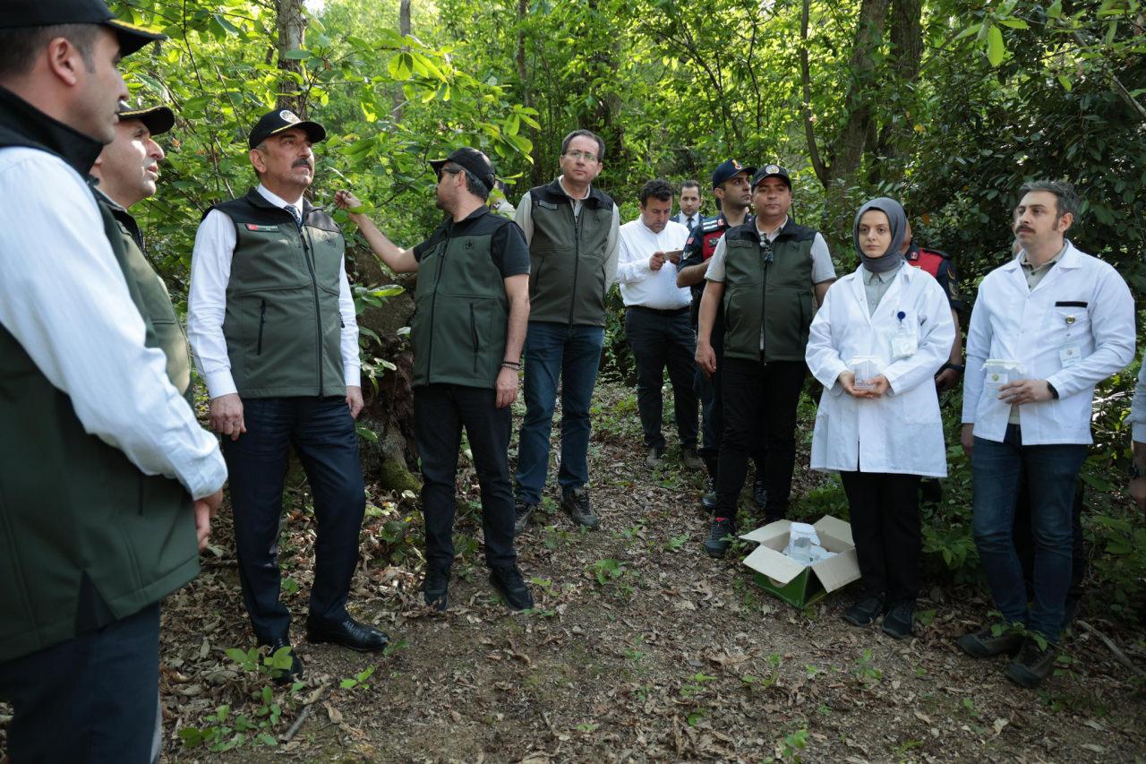 Zonguldak’ta kestane ağaçlarını korusun diye 600 yırtıcı böcek doğaya salındı