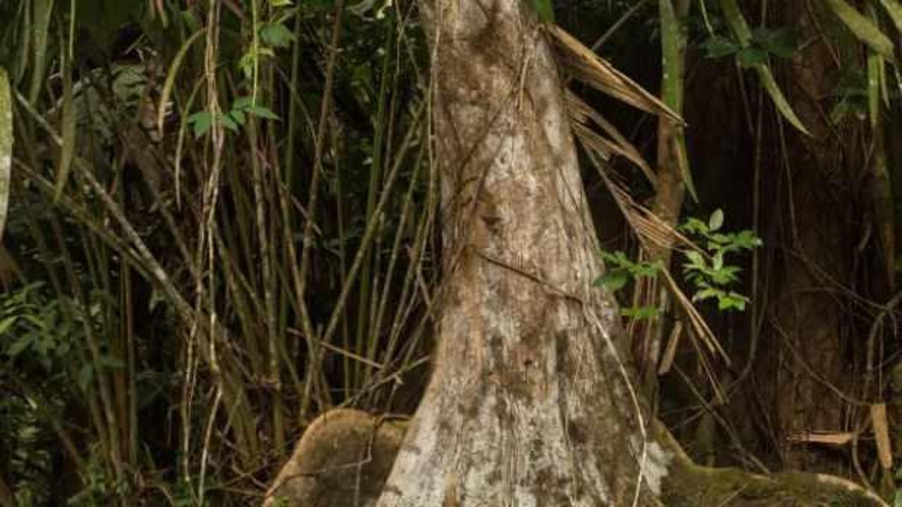 Sadece 7 saniyede fotoğraftaki hayvanı bularak 10/10 bir görüşe sahip olduğunuzu kanıtlayın!