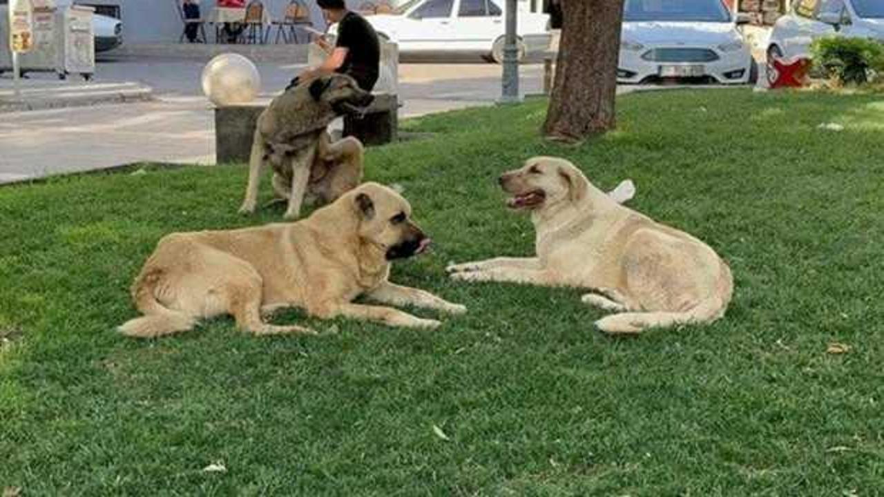 Valilik, sokak köpekleri için belediyelere yazı gönderdi