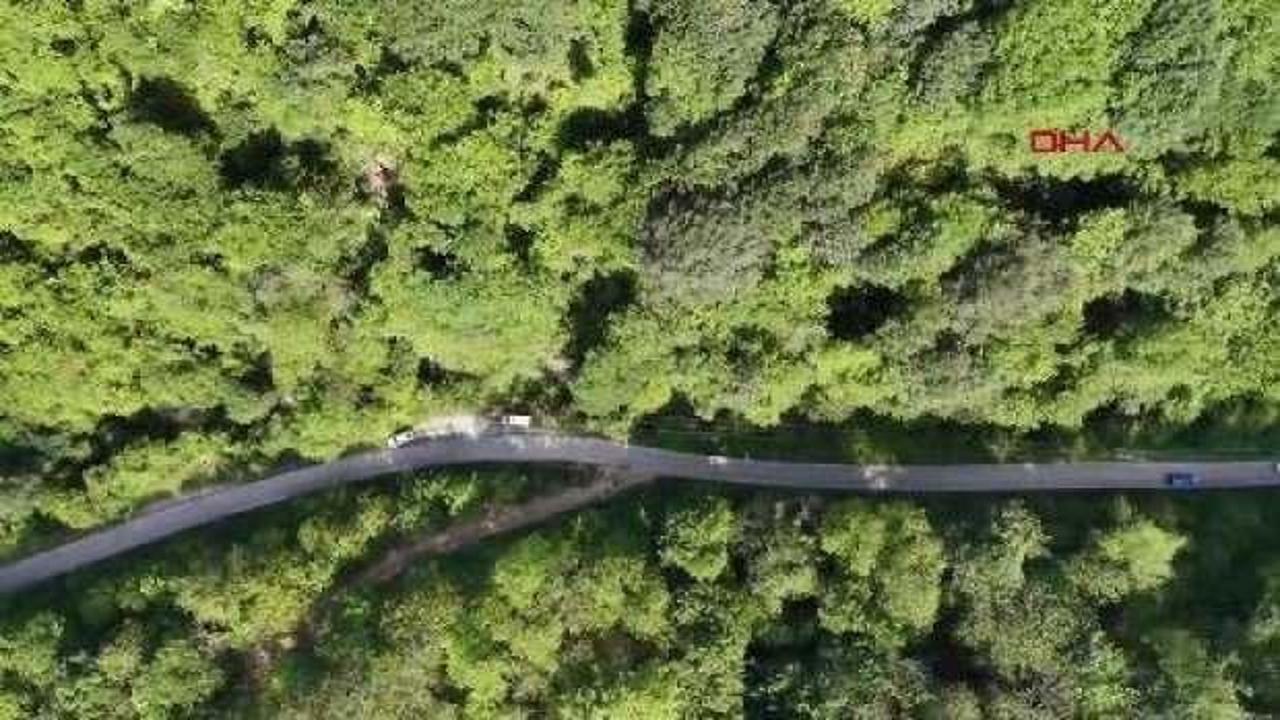 Zonguldak’ta kestane ağaçlarını korusun diye 600 yırtıcı böcek doğaya salındı
