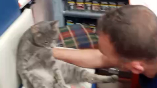 Rize’de Bal Yedikten Sonra Fenalaşan Kedi Sosyal Medyada Gündem Oldu