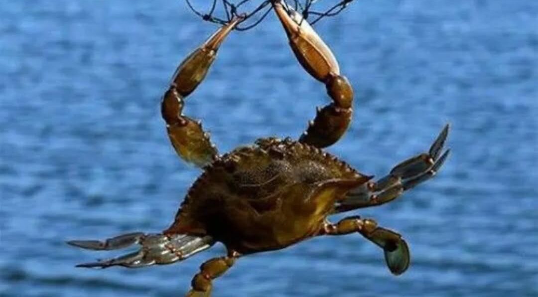 Mehmet Erdoğan: Mavi Yengeç Sektörünün Güvenilir Markası Olmaya Devam Ediyor