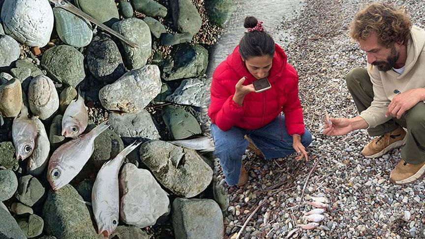 Burgaz Sahilindeki Balık Ölümlerine İnceleme: Nedeni Ağ Ayıklama Atıkları Olabilir