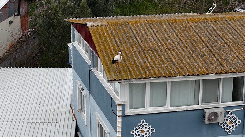Eskikaraağaç Leylek Köyü’ne Nazlı Geldi, Gözler Yaren’de