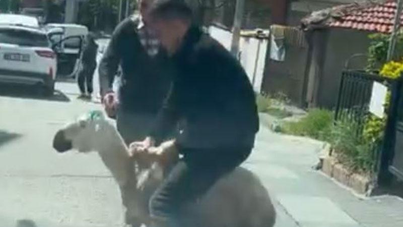 Ankara’da Kurban Bayramı’nda Kaçan Hayvanlar Sokakları Karıştırdı: Kovalamaca ve Panik Anları
