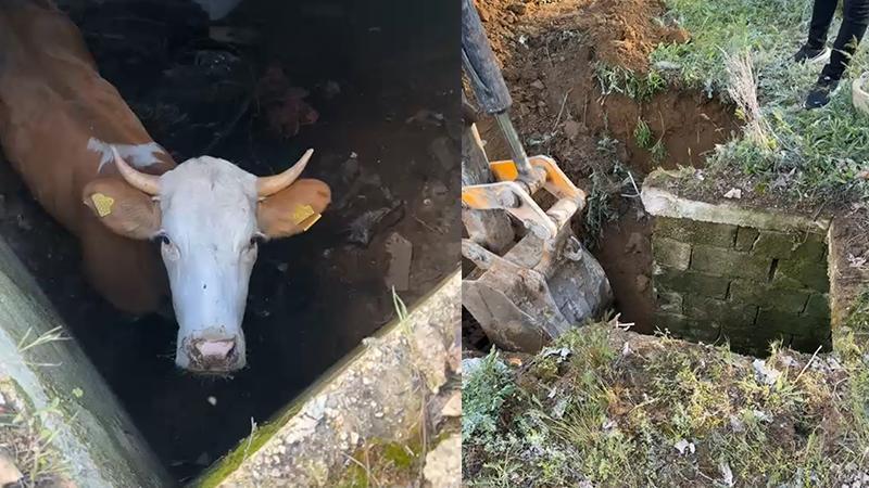 8 Gün Boyunca Dinamit Deposunda Mahsur Kalan Kurbanlık İnek Kurtarıldı