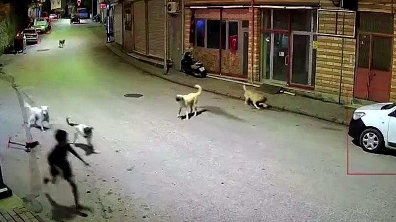 Peş peşe köpek saldırıları sonrası belediye harekete geçti! Güvenlik kamerasına yansıdı