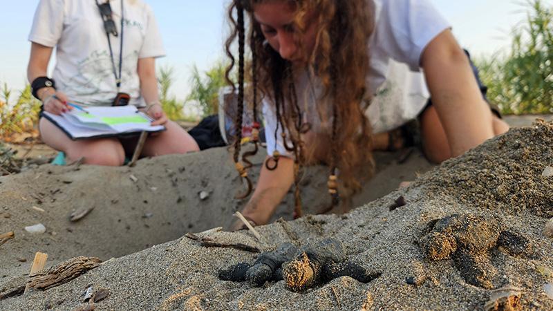 Belek’te caretta caretta sezonu: 4-5 bin yavru denizle buluştu